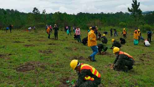 news honduras reforestation